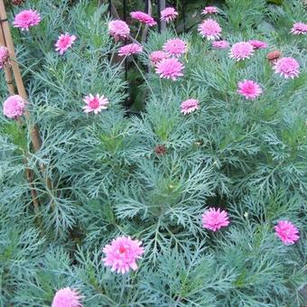 Argyranthemum