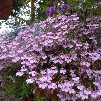 Lobelia erinus