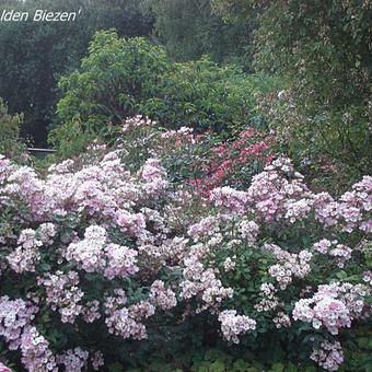 Rosa 'Alden Biesen'