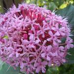 Clerodendrum bungei - CLÉRODENDRON DE BUNGE,