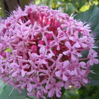 Clerodendrum bungei