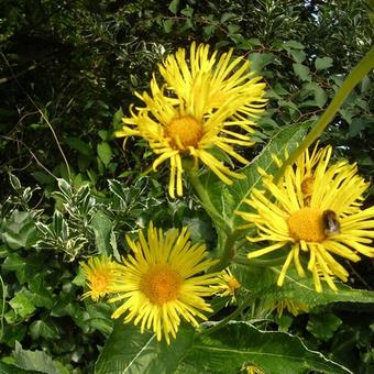 Inula