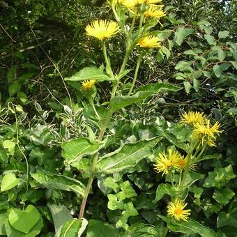 Inula