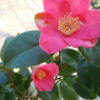 Camellia japonica