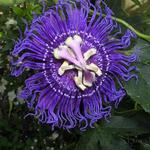 Passiflora incarnata 'Inspiration' - 