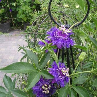 Passiflora incarnata 'Inspiration'