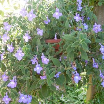 Streptocarpus