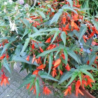 Begonia x tuberhybrida