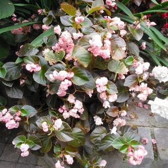 Begonia semperflorens