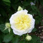 Rosa 'The Pilgrim' - 