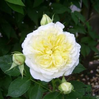 Rosa 'The Pilgrim'