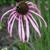 Echinacea pallida