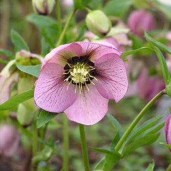 Helleborus