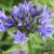 Agapanthus  'Navy Blue'