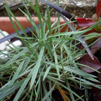 Hakonechloa macra - Hakonechloa macra