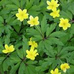 Anemone ranunculoides - Gelbes Windröschen