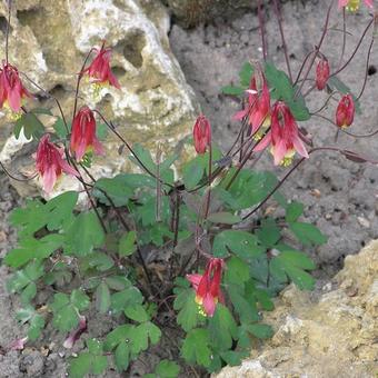 Aquilegia canadensis