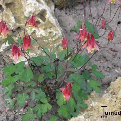 Aquilegia canadensis - Ancolie du Canada - Aquilegia canadensis