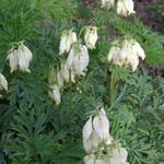 Dicentra 'Ivory Hearts' - 