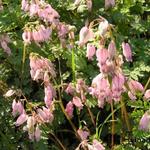 Dicentra eximia 'Stuart Boothman' - 