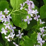 Lunaria rediviva - Ausdauerndes Silberblatt - Lunaria rediviva