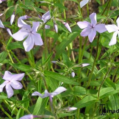 Phlox divaricata