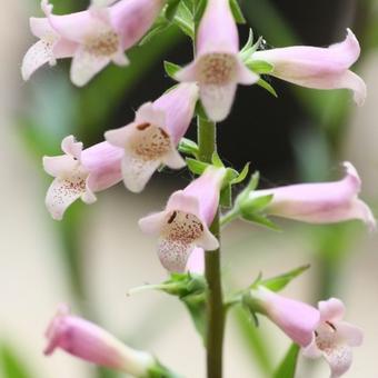 Digitalis 'Glory of Roundway'