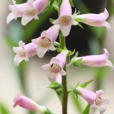 Digitalis 'Glory of Roundway' - Digitalis 'Glory of Roundway'