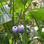 Dianella tasmanica - Tasmanische Flachslilie