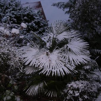 Trachycarpus fortunei