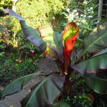 Ensete ventricosum