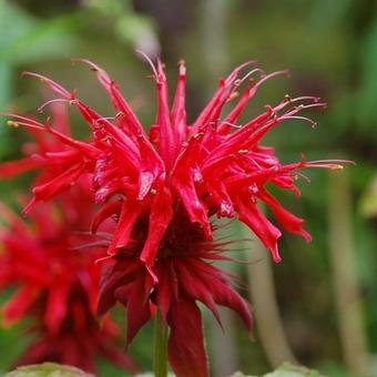 Monarda 'Squaw'