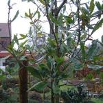 Quercus x turneri 'Pseudoturneri' - 