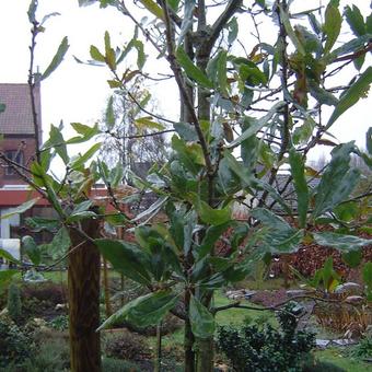 Quercus x turneri 'Pseudoturneri'