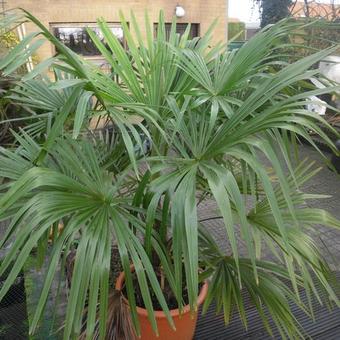 Trachycarpus fortunei