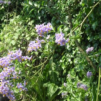 Solanum crispum