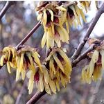 Chimonanthus praecox