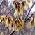 Chimonanthus praecox