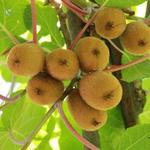 Actinidia deliciosa - Chinesische Stachelbeere, Chinesischer Strahlengriffel