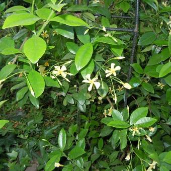 Trachelospermum jasminoides