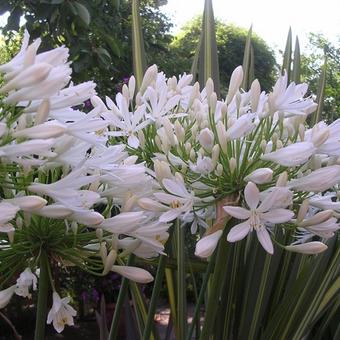 Agapanthus africanus 'Albus'