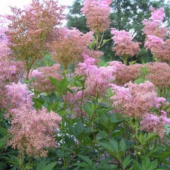 Filipendula rubra 'Venusta Magnifica'