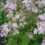 Filipendula purpurea 'Nephele' - 