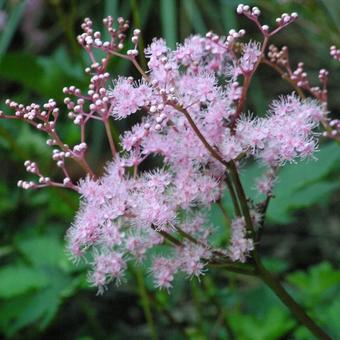 Filipendula palmata 'Nana'