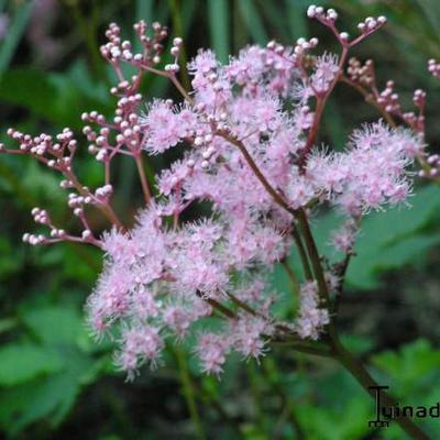 Filipendula palmata 'Nana'