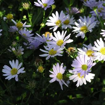 Erigeron  'Sommerneuschnee'