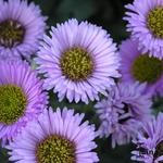 Erigeron 'Four Winds' - 