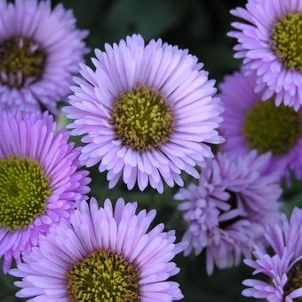 Erigeron 'Four Winds'