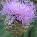 Centaurea 'Pulchra Major' - 