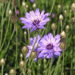 Catananche caerulea 'Major' - 